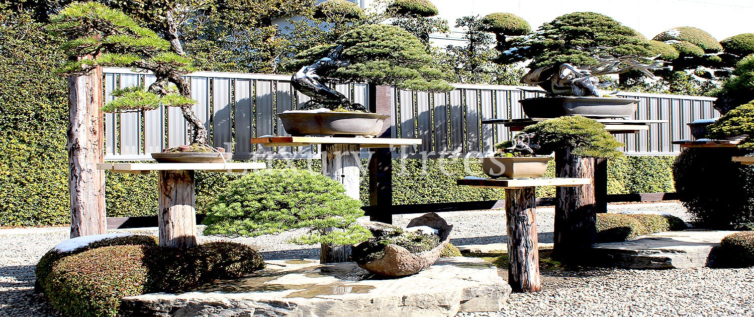 Bonsai Garten LuxuryTrees®