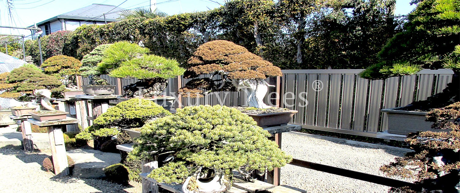 bonsai-garten