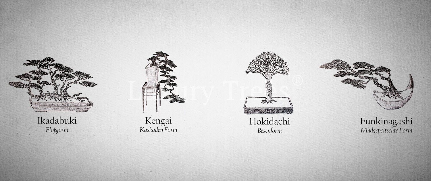 bonsai-grundformen3