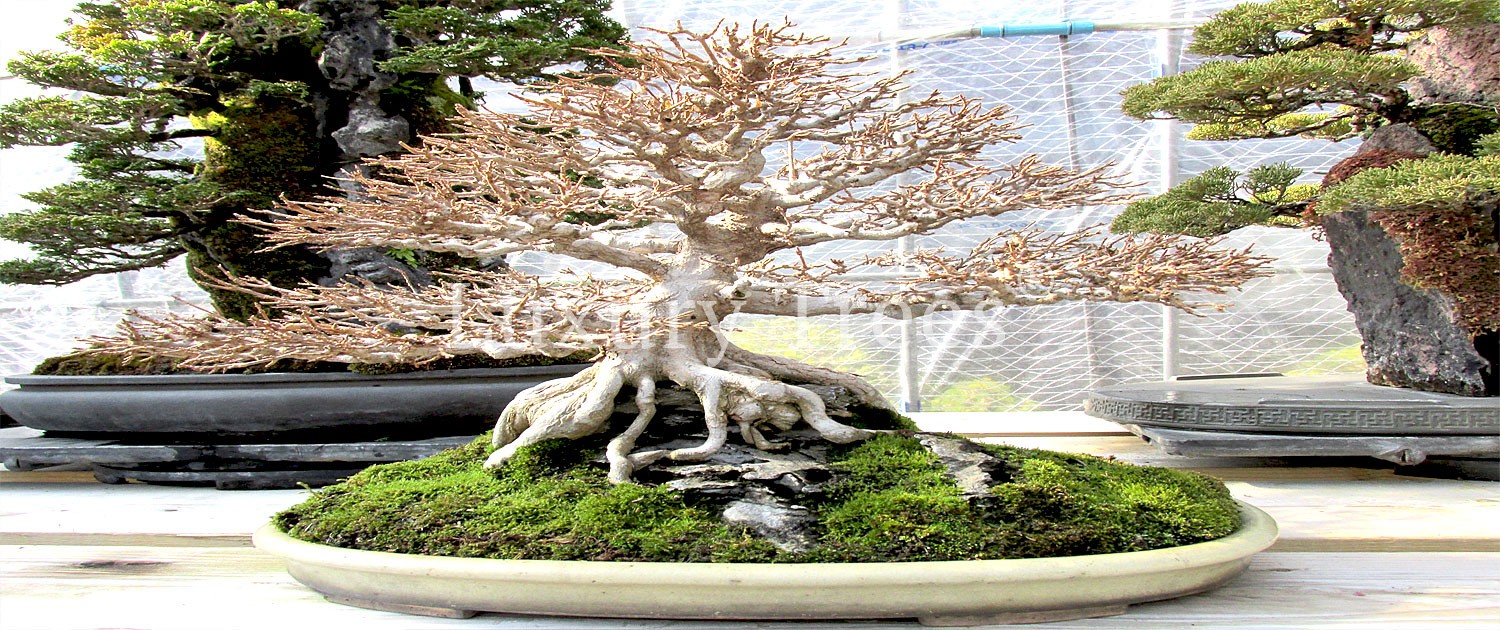 Die Pflege des Bonsai Baums - LuxuryTrees®
