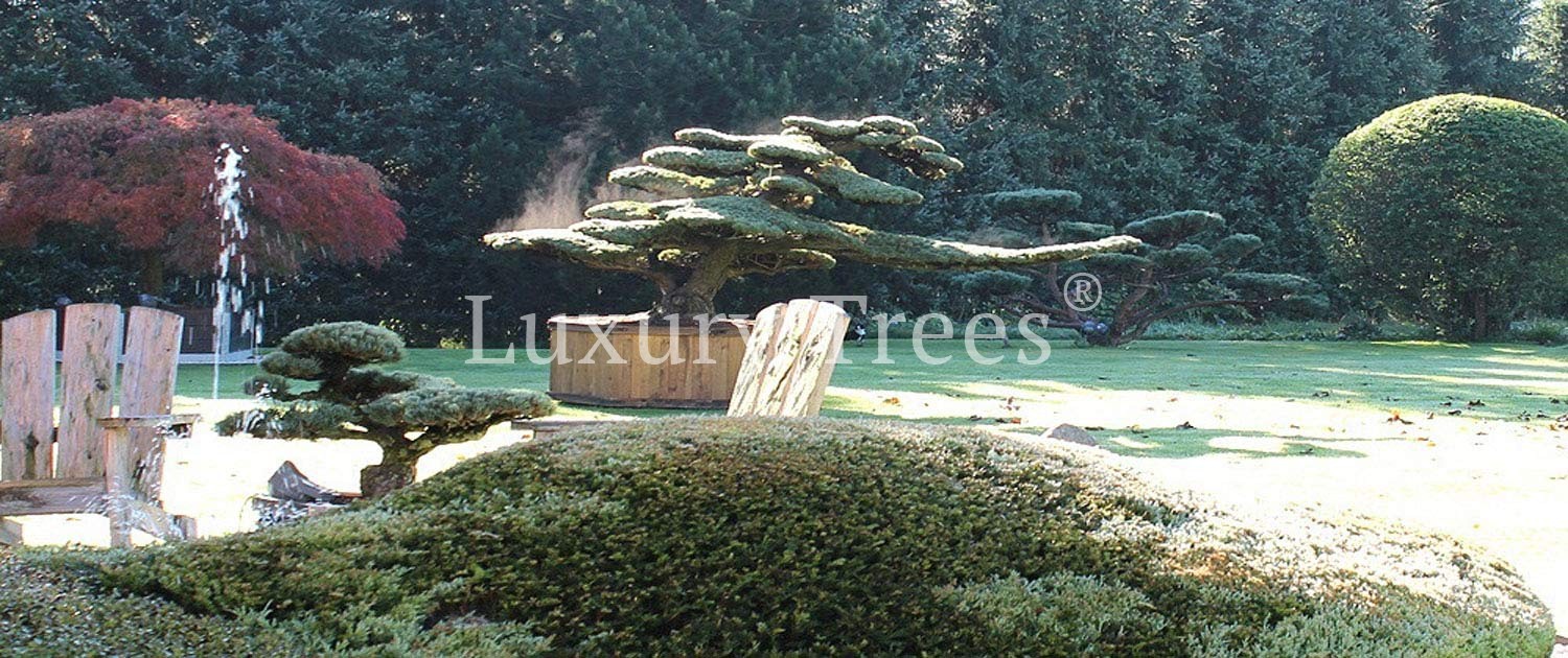 gartenbonsai-pinus-parviflora-glauca-pinus-pinus-pentaphylla-bonsai-maedchenkiefer-luxurytrees