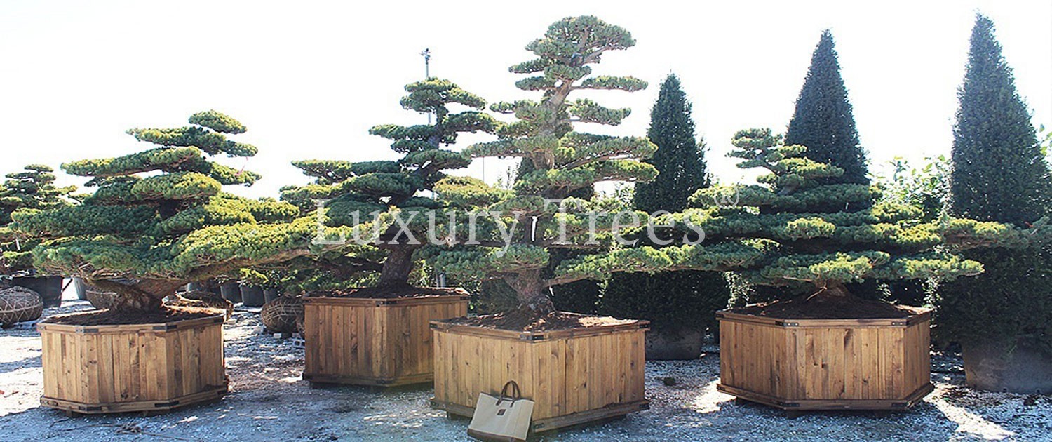 gartenbonsai-garten-bonsai-1