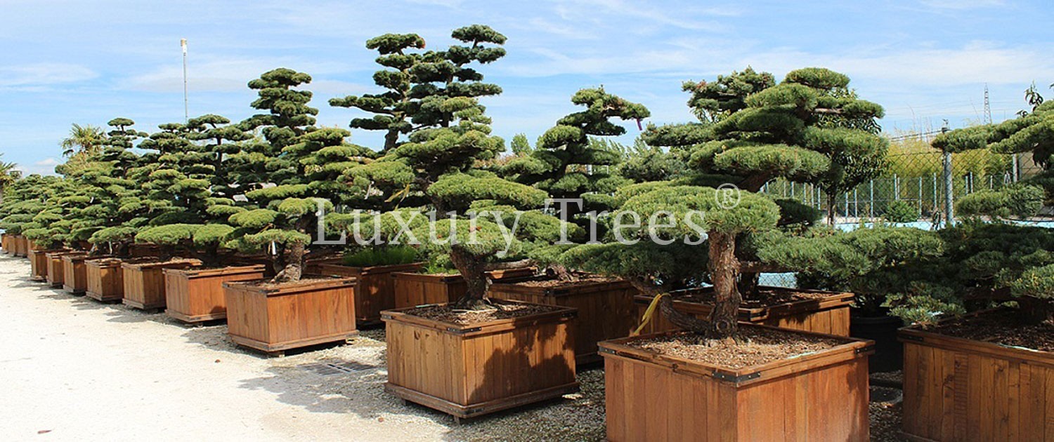 gartenbonsai-garten-bonsai-freilandbonsai-4