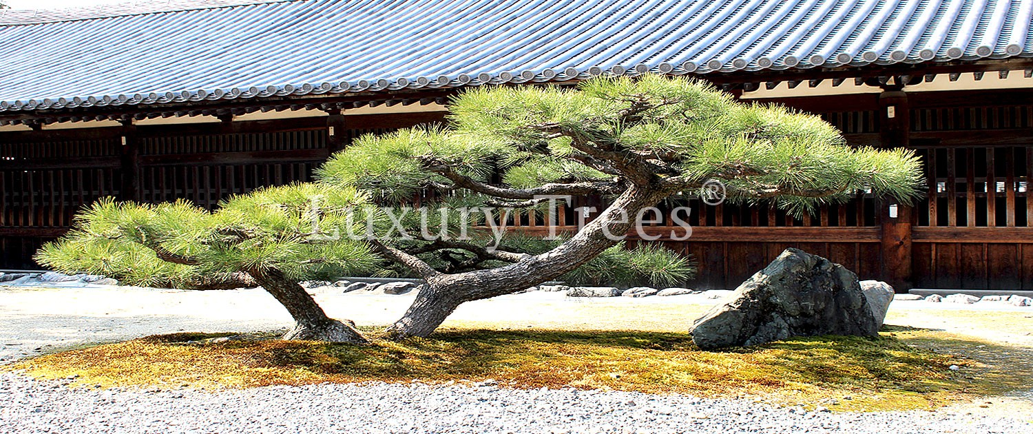 gartendesign-modern-exklusives-gartendesign-15