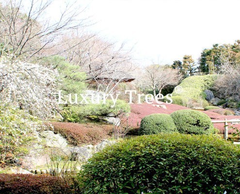 gartendesign-modern-exklusives-gartendesign-7-495x400