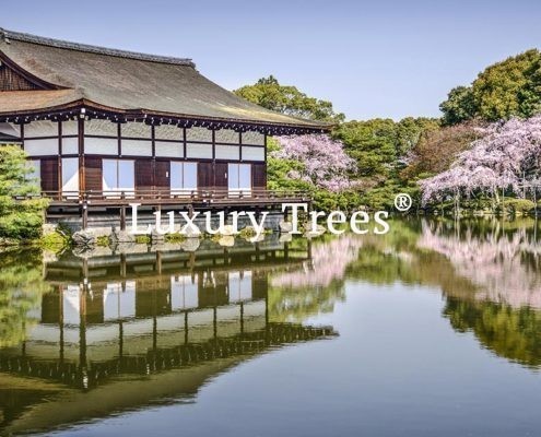 japanischer-teich-garten-gallerie-01-495x400