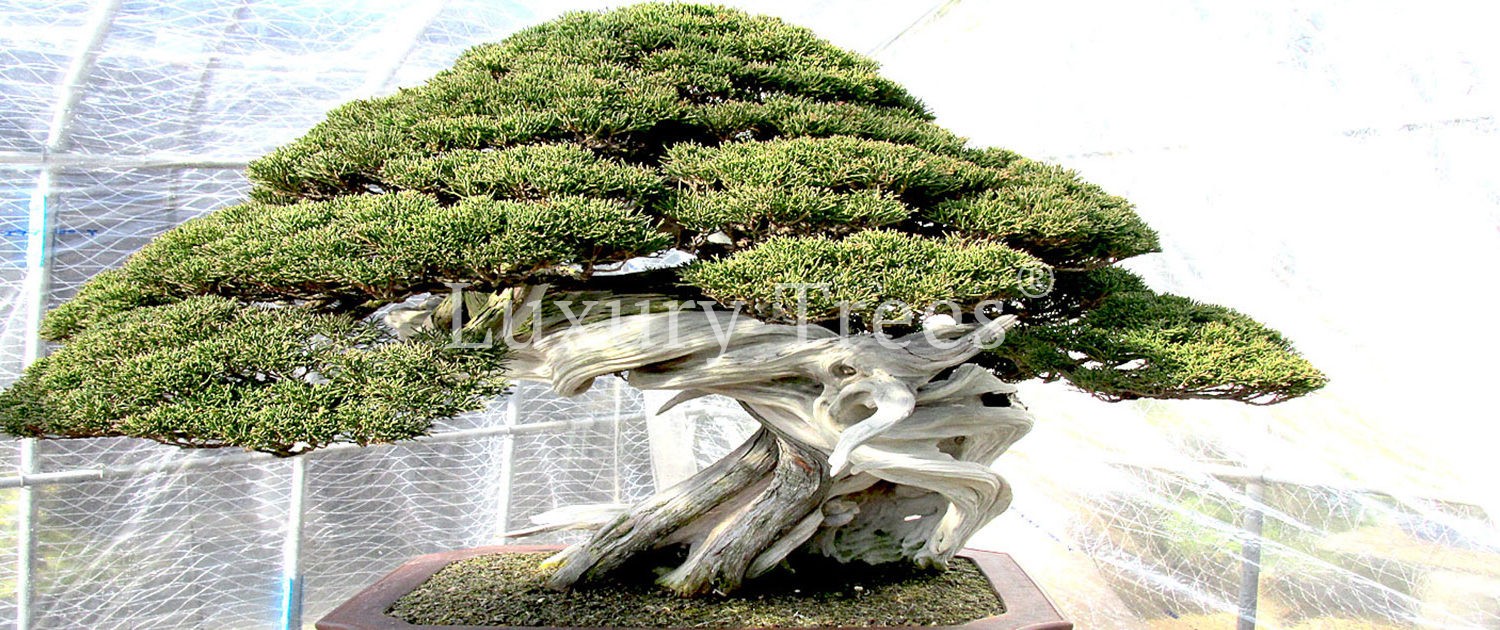 junperus-chinensis-bonsai-gartenbonsai-1-1500x630