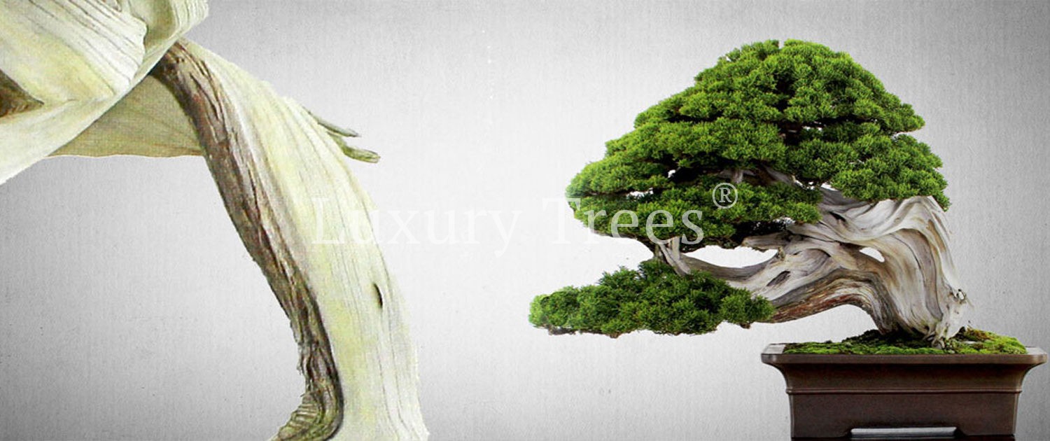 junperus-chinensis-bonsai-gartenbonsai-2-1500x630