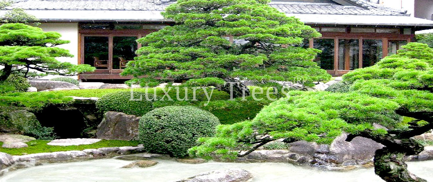 koiteich-koiteiche-japanischer-garten-moderne-gartengestaltung-gartengestaltung-mit-wasser-1-1500x630