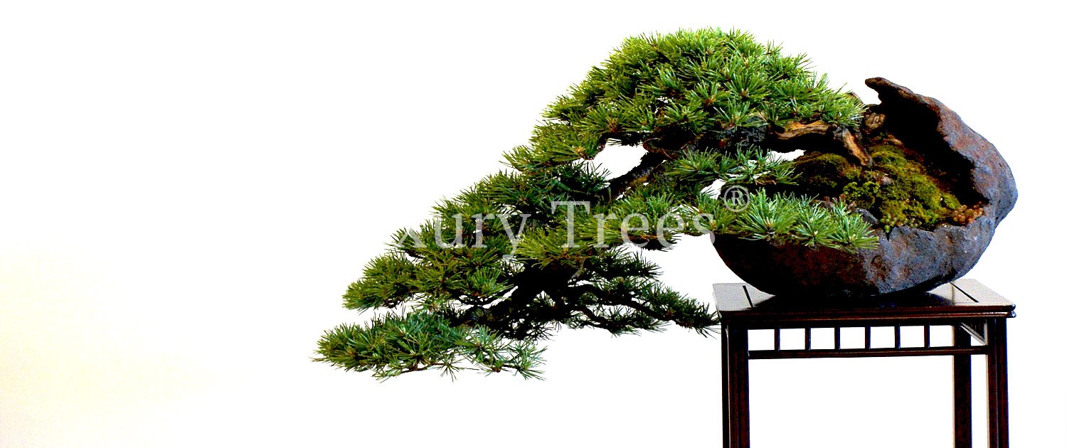 pinus-mugo-bonsai-3-2