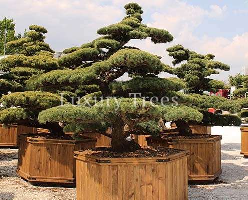 pinus-parviflora