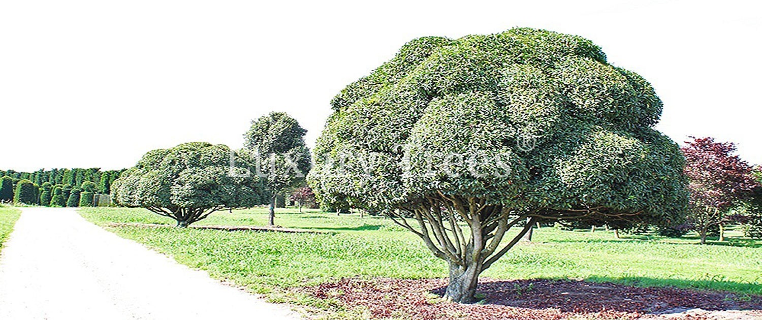 sichtschutz-garten-pflanzen-bäume-immergrün-blickdicht-hoch-3