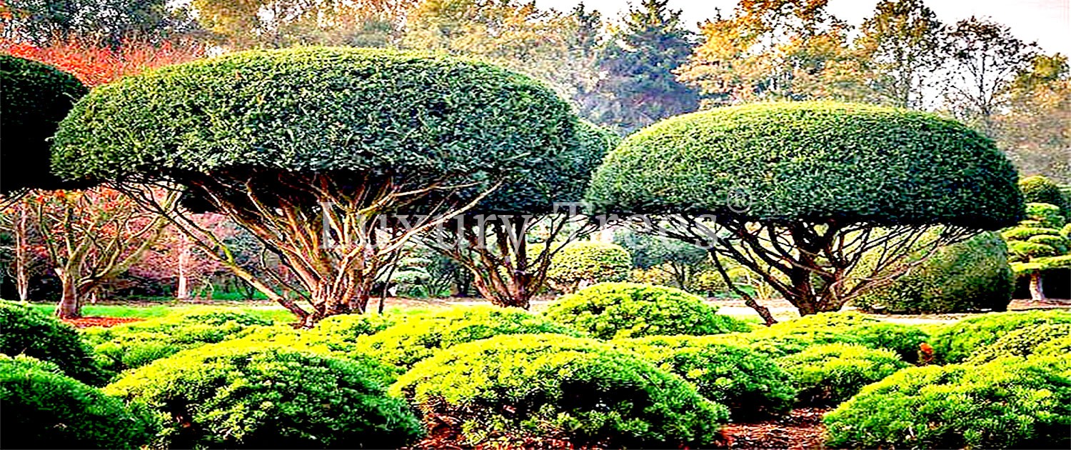 sichtschutz-garten-pflanzen-bäume-immergrün-blickdicht-hoch-taxus-baccata