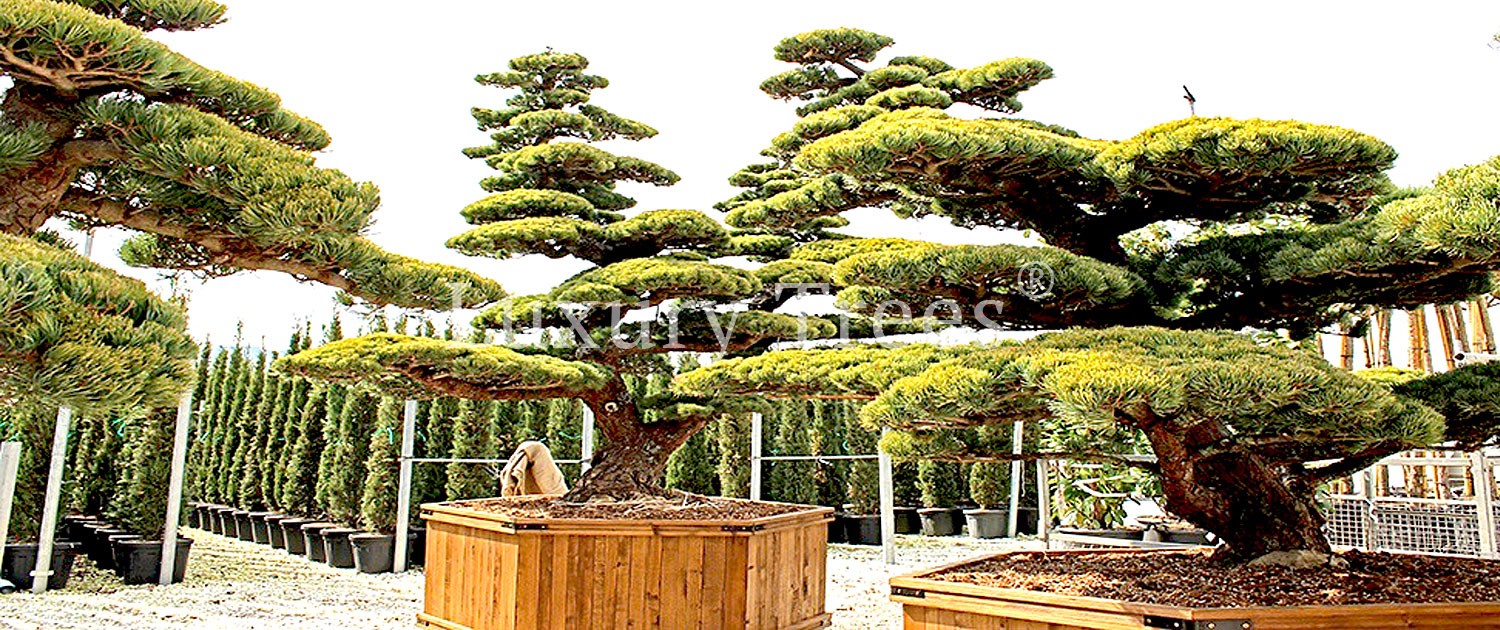 sichtschutz-garten-pflanzen-bäume-immergrün-blickdicht-mobiler-sichtschutz