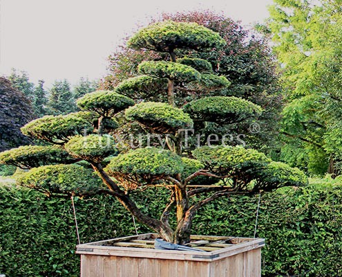 taxus-cuspidata-teaser