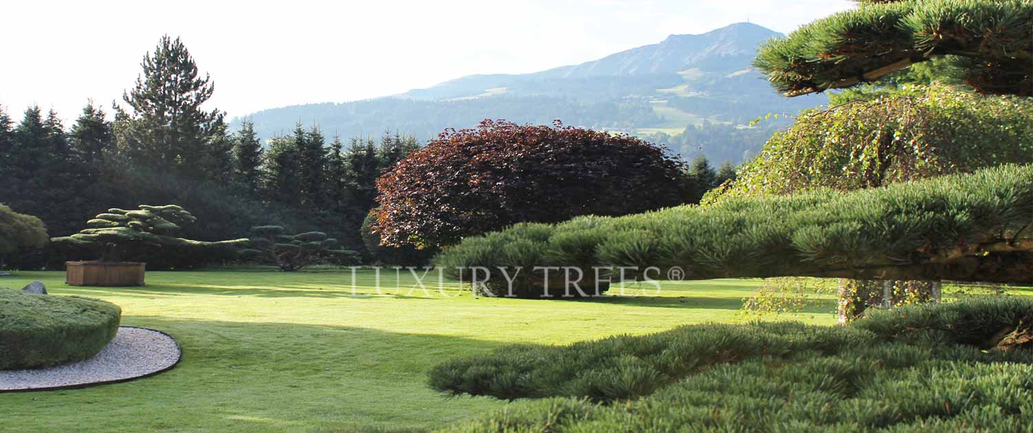 gartengestaltung-luxus-garten-exklusiver-garten-exklusive-gaerten-exklusive-aussenanlagen-parkanlagen-traumgarten-gartengestaltung-kitzbuehel-luxurytrees-1