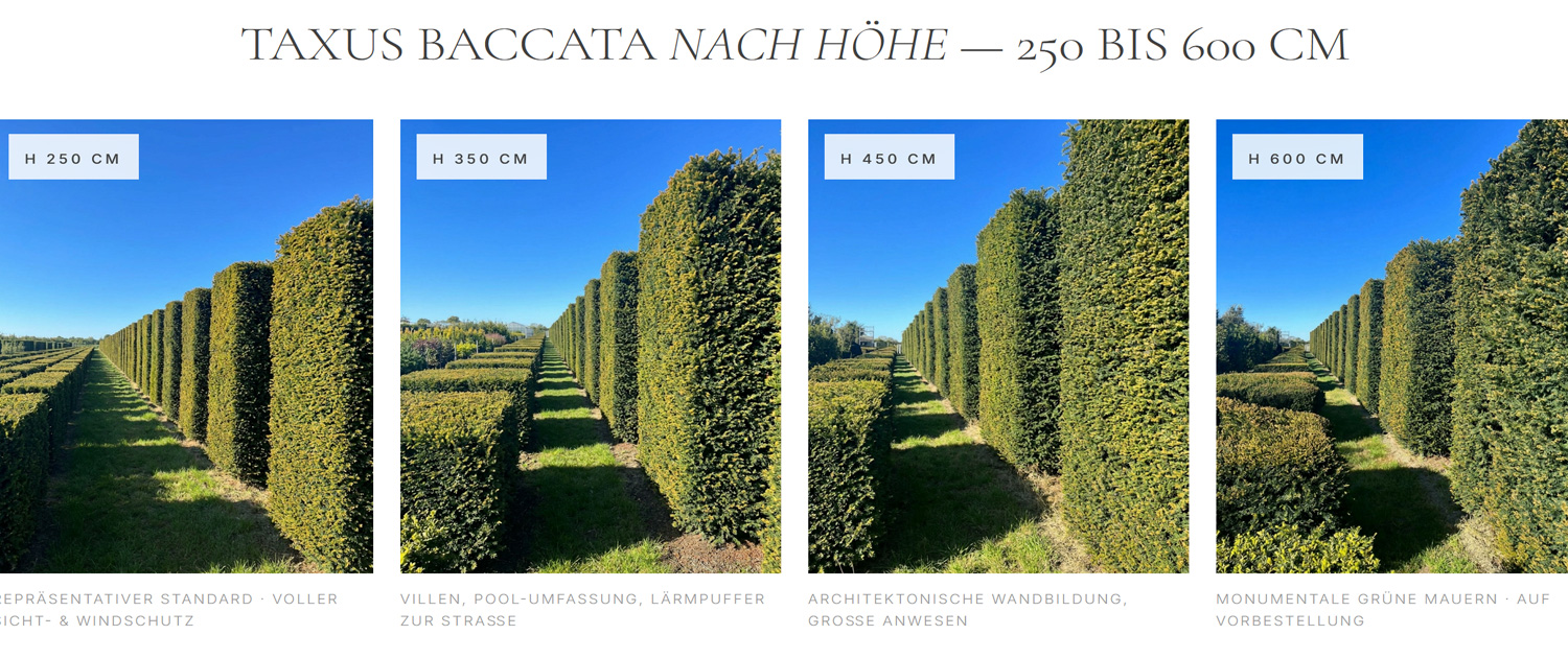 heckenpflanzen-immergruene-heckenpflanzen-kaufen-immegruene-heckenpflanzen-kaufen-taxus-baccata-8