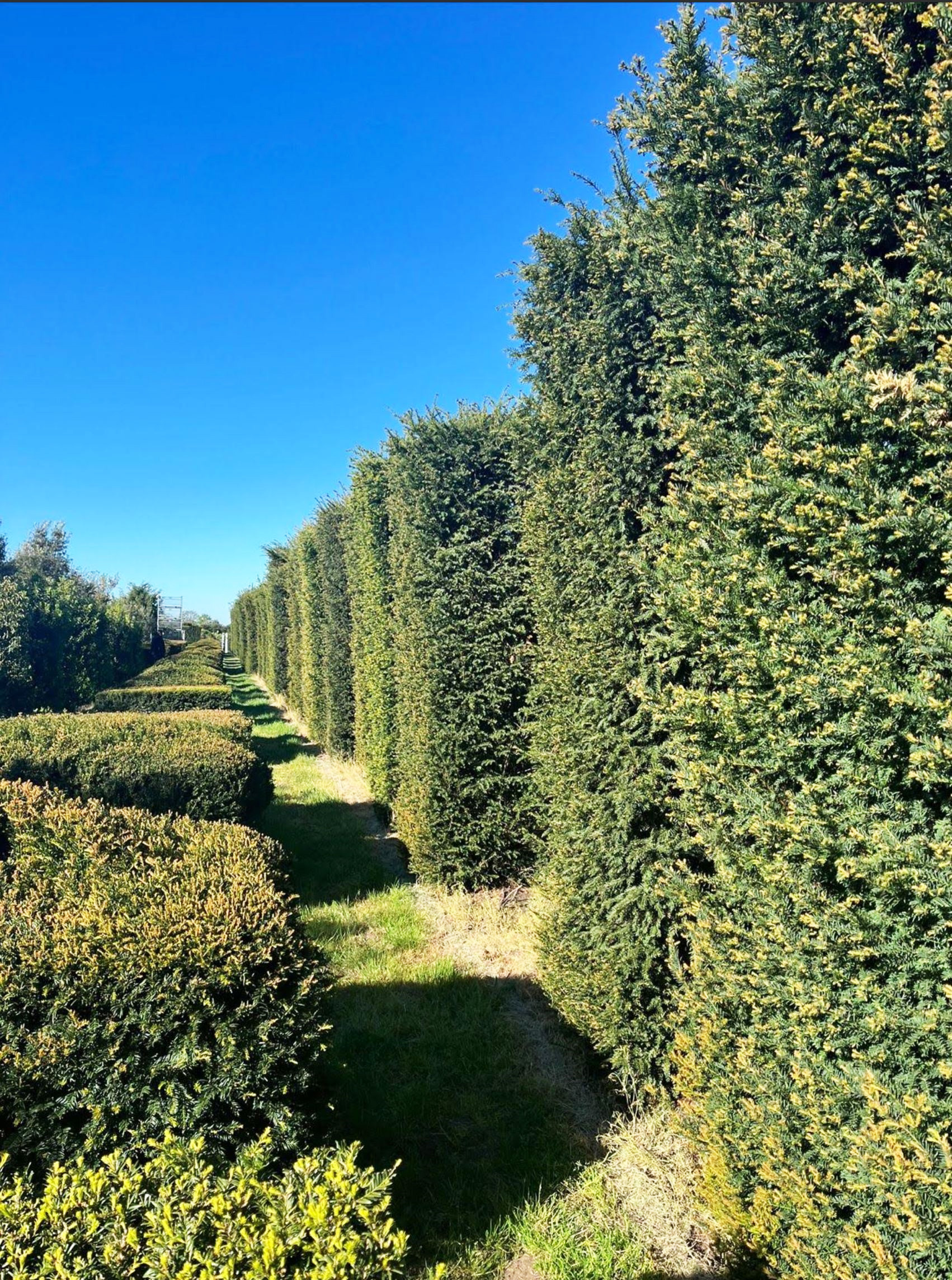 heckenpflanzen-immergruene-heckenpflanzen-kaufen-immegruene-heckenpflanzen-kaufen-taxus-baccata-9