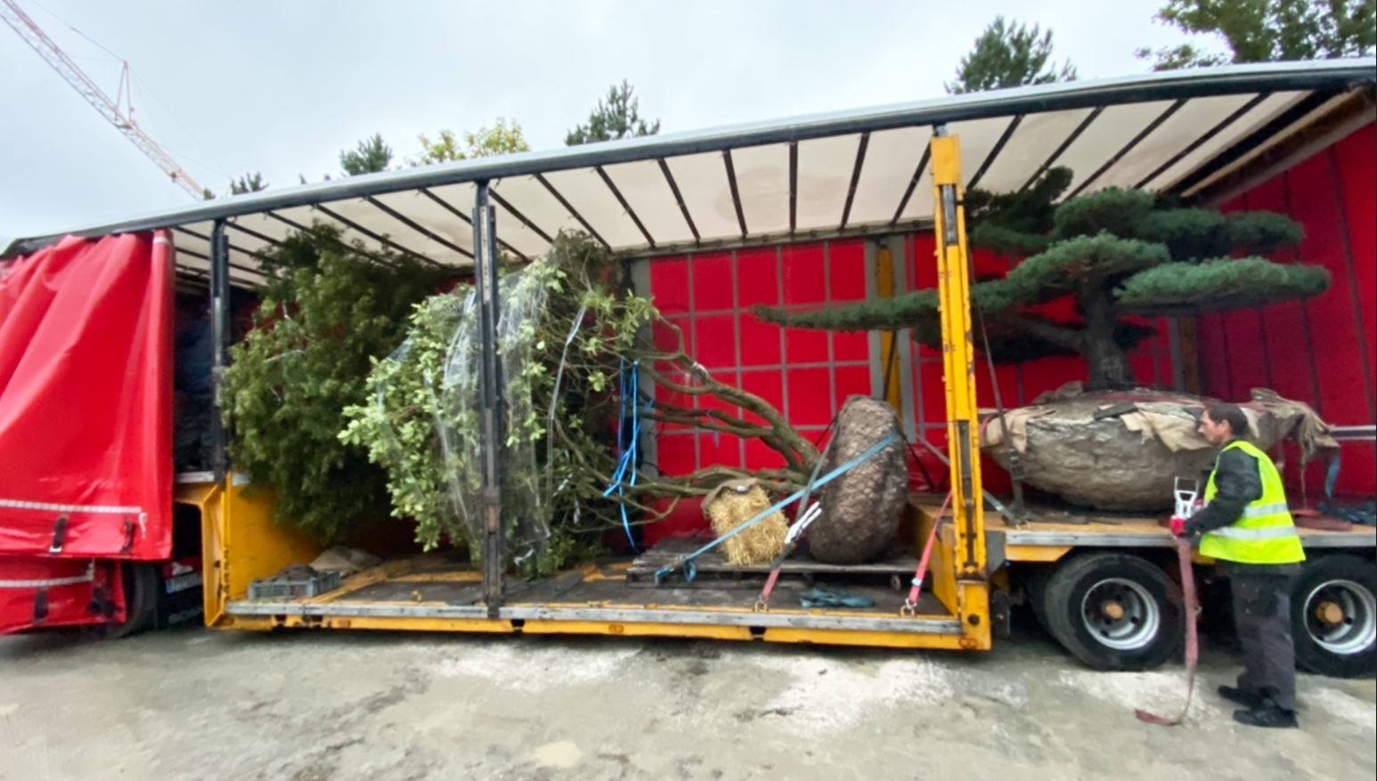 LuxuryTrees-baeume-kaufen-grosse-baeume-kaufen-ausgewachsene-baeume-kaufen-3
