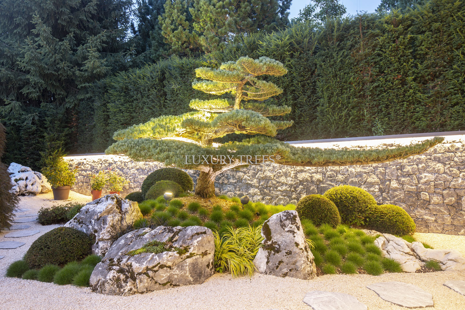 gartenbonsai-gartenbonsai-kaufen-gartengestaltung-mit-bonsai-pinus-parviflora-maedchenkiefer-japan-bonsai-foehre-kiefer-1