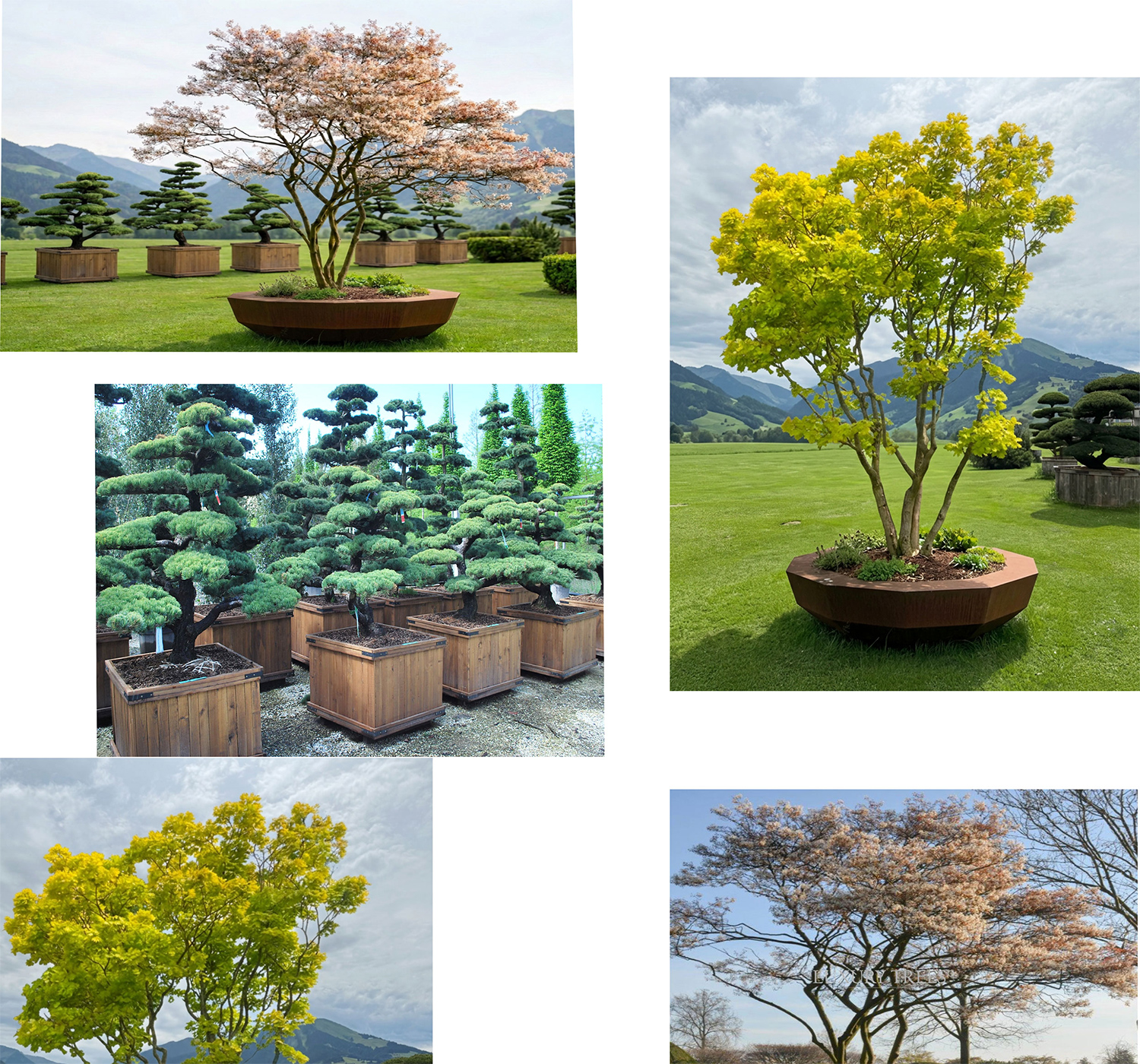 gartenbonsaikaufen-bonsai-kaufen-baeume-kaufen-grosse-baeume-kaufen-pflanzen-kaufen-solitaerbaeume-kaufen-heckenpflanzen-kaufen-tegernsee-starnberg-7
