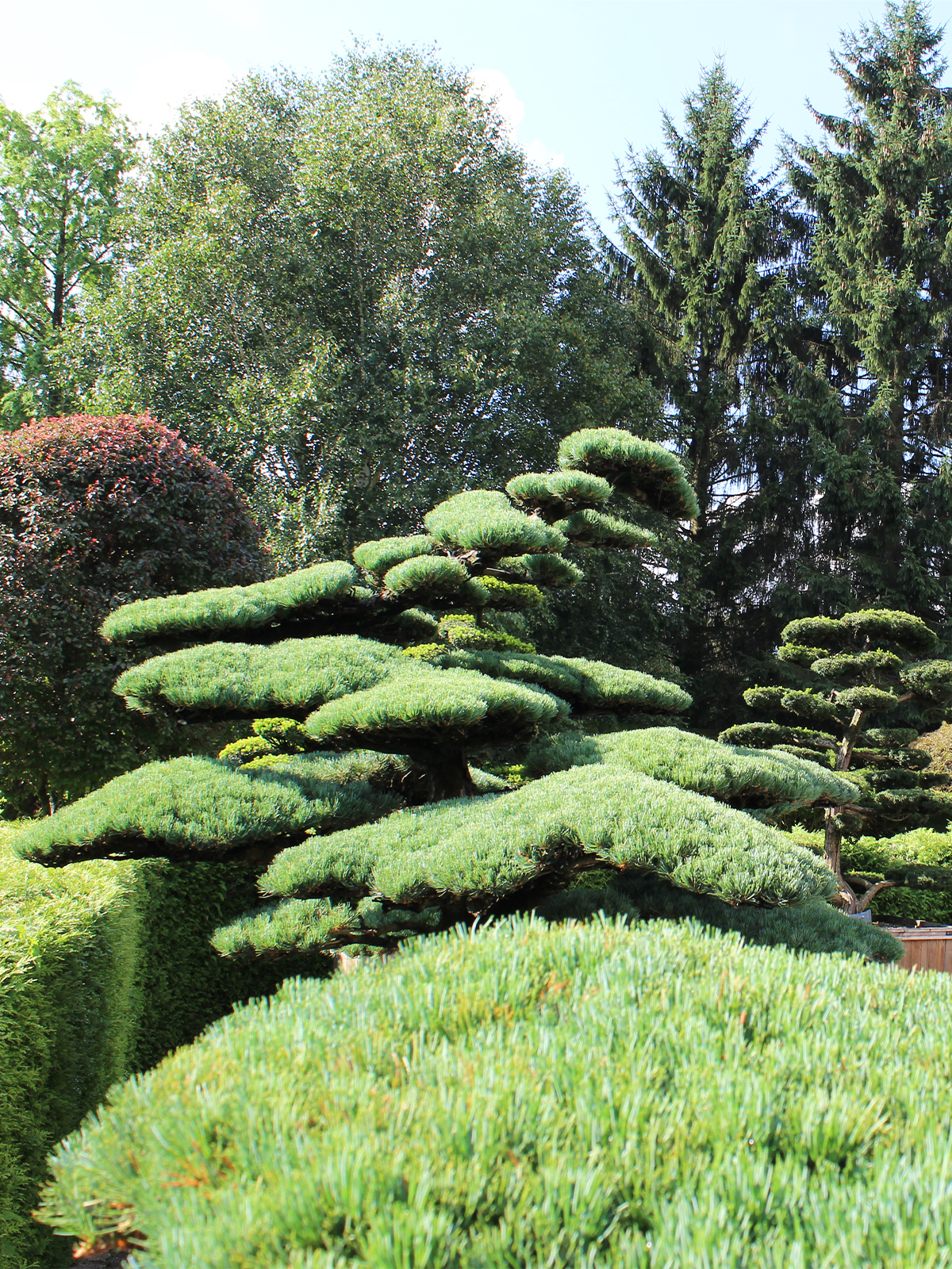 wie-sieht-eine-maedchenkiefer-aus-nadelfarbe-nadellaenge-original-japanische- maedchenkiefer-pinus-parviflora-1