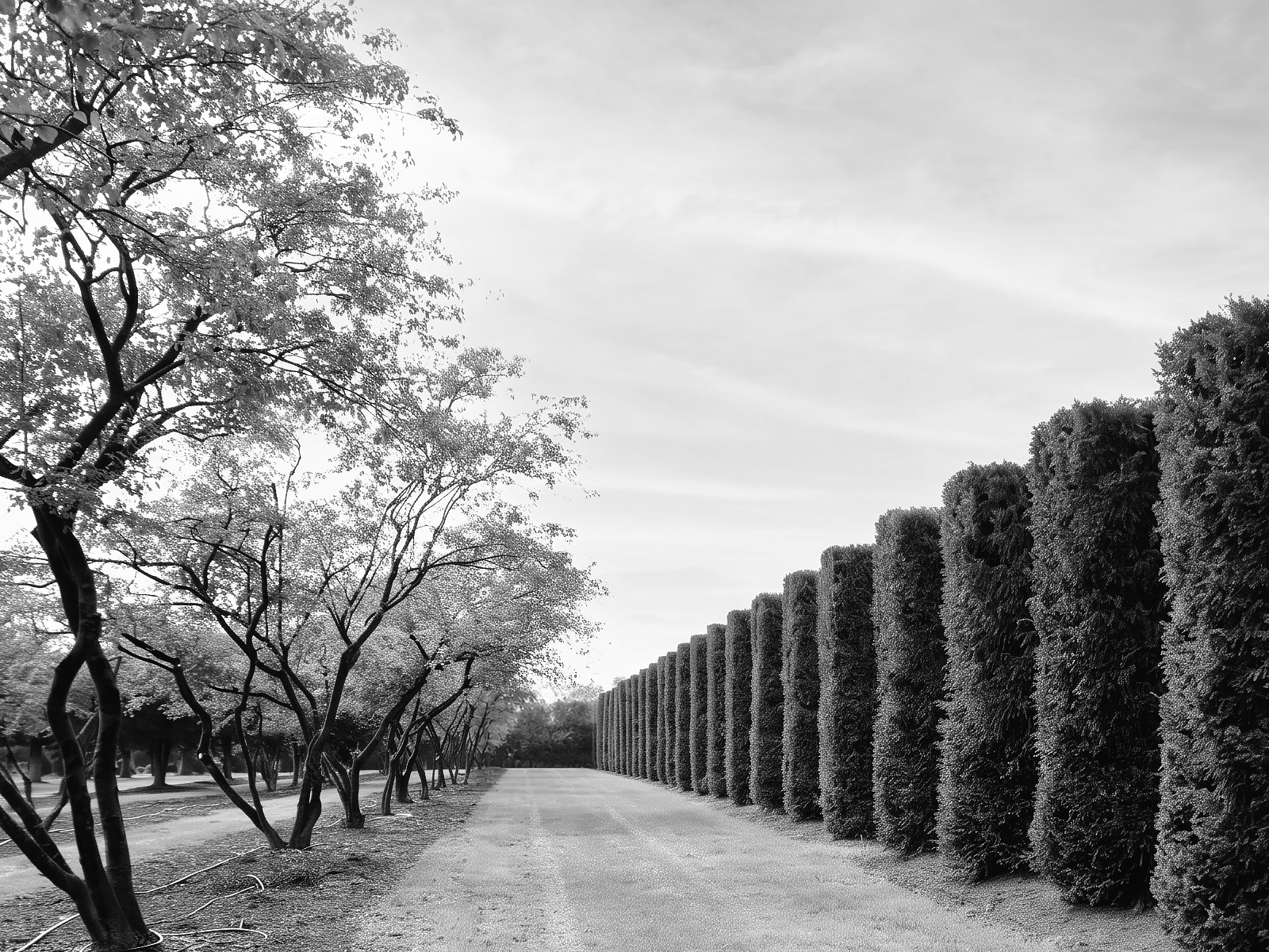 baumschule-moderne-baumschule-exklusive-baumschule-baumschule-online-shop-grossbaeume-kaufen-taxus-baccata-sichtschutzhecke-6m11