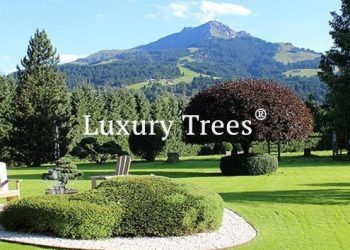 Gartengestaltung-Gartendesign-6-495x400