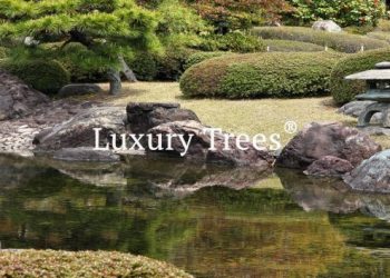 LuxuryTrees_Gallery_06-495x400