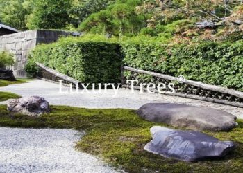 LuxuryTrees_Gallery_07-495x400