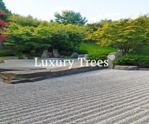 LuxuryTrees_Gallery_09-495x400