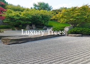 LuxuryTrees_Gallery_09-495x400