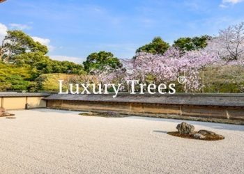 LuxuryTrees_Gallery_10-495x400