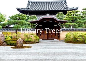 LuxuryTrees_Gallery_11-495x400