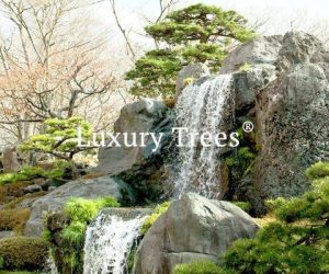 LuxuryTrees_Gallery_19-495x400