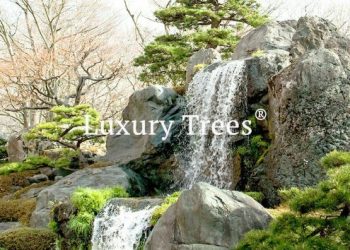LuxuryTrees_Gallery_19-495x400