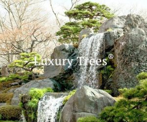 LuxuryTrees_Gallery_19-495×400