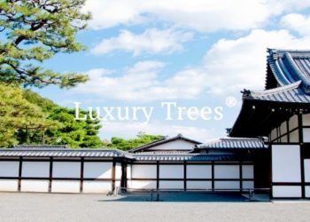 LuxuryTrees_Gallery_21-495x400