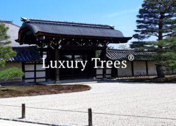LuxuryTrees_Gallery_25-495x400