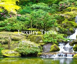 LuxuryTrees_Gallery_37-495x400
