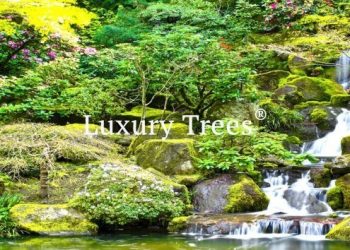 LuxuryTrees_Gallery_37-495x400