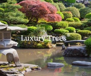 LuxuryTrees_Gallery_38-495x400