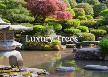 LuxuryTrees_Gallery_38-495x400