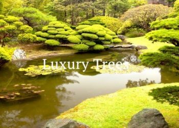 LuxuryTrees_Gallery_40-495x400