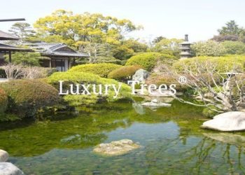 LuxuryTrees_Gallery_41-495x400