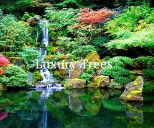 LuxuryTrees_Gallery_42-495x400
