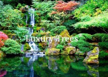 LuxuryTrees_Gallery_42-495x400