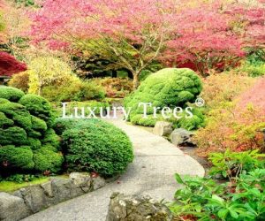 LuxuryTrees_Gallery_43-495x400
