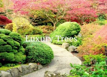 LuxuryTrees_Gallery_43-495x400
