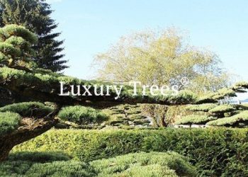 baum-pflege-495x400